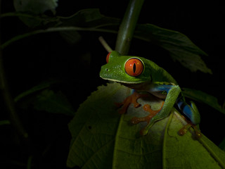 Red-Eyed Treefrog (Agalychnis callidryas)