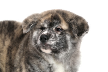 Young Acita-inu Puppy Dog