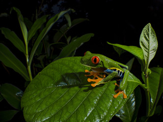 Red-Eyed Treefrog (Agalychnis callidryas)