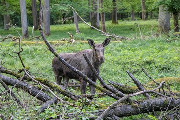 Eine Elchkuh steht frei im Wald und sieht den Betrachter an