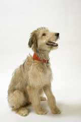 Cute young Lurcher puppy dog bitch on white background