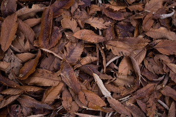 dried brown leaves in fall
