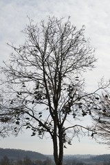 Fototapeta na wymiar Schuhe wachsen in Treuchtlingen auf dem Baum