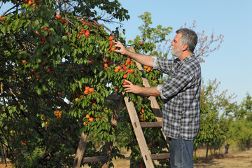 Farmer or agronomist examining and picking apricot fruit from tree in orchard using ladder