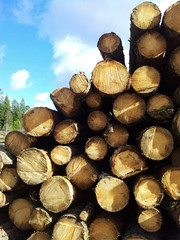 A pile of trees on the ground. Blue sky in the background