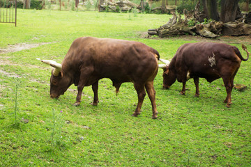 Fototapeta premium Two big bulls on field eat grass