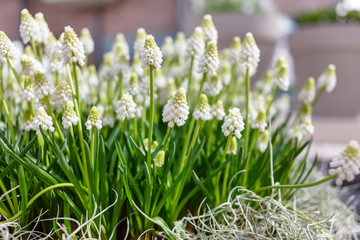 white muscari flowers