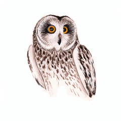 Watercolor owl on a white background. Copy space. Hand drawn isolated owls illustration with bird, portrait of an owl for decor and decoration.
