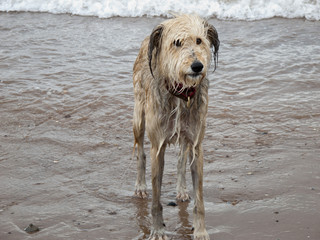 Wet bedraggled dog standing by the sea looking at the camera