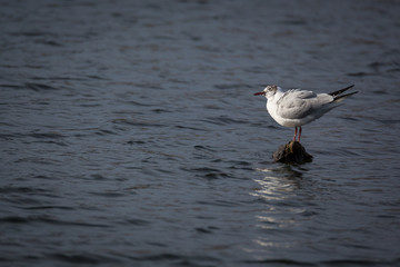 mouettes 