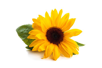 Naklejka premium Sunflower with leaves.