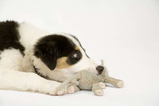 Cute young Border Collie puppy playing with his soft toy