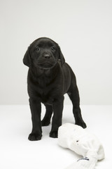 Young black labrador puppy looking at the camera