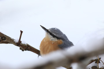 Nuthatch sits on a snow-covered vineyard ....