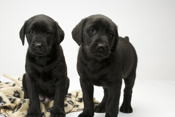 Two cute black labrador puppies obediently posing