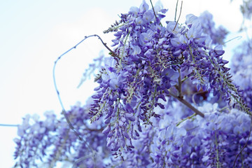 Glycine