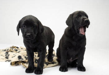 Two cute black labrador puppies obediently posing, one yawning