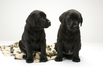Two cute black labrador puppies obediently posing