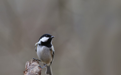 The coal tit sits on a dry branch.  Blurred brown background