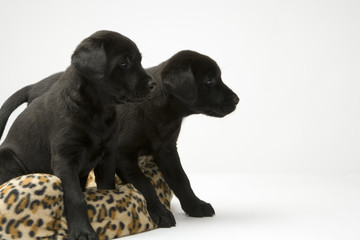 Young black labrador puppies getting off their bed