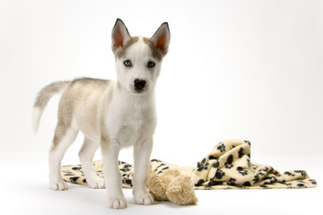 Fototapeta premium Fluffy young Husky dog puppy with piercing blue eyes poses near his blanket