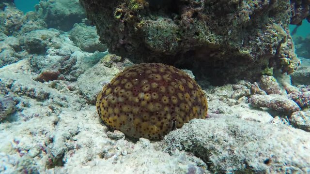 Spiny Cushion Star in the Maldives. FullHD footage