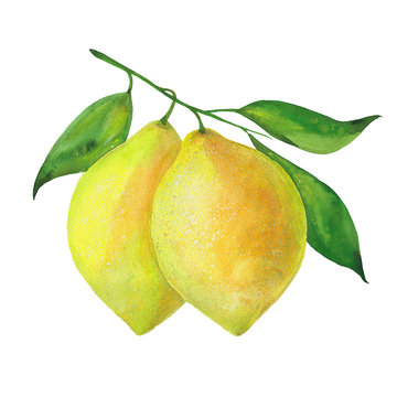 two ripe lemons