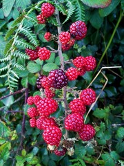Blackberries Turning from Red to Black in the Autumn
