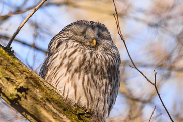 Ural owl