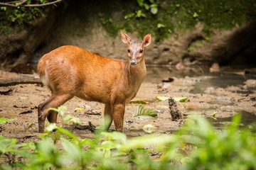 Red Brocket Deer (Mazama americana)