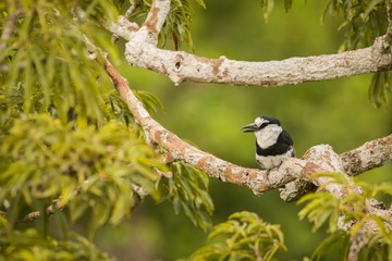 White-necked puffbird (Notharchus Hyperrhynchus)