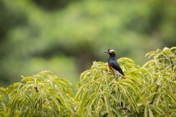 Yellow-tufted Woodpecker (Melanerpes Cruentatus)