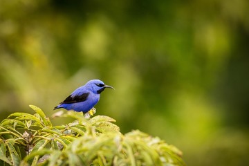 Close up Purple Honeycreeper (Cyanerpes Caeruleus)