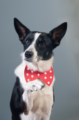 Funny mixed breed dog valentine portrait