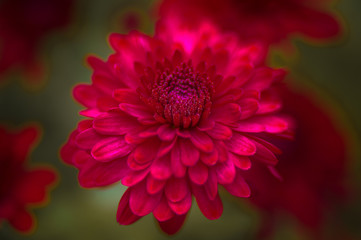 Dark pink Chrysanthemum in New Jersey