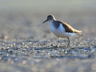 The common sandpiper (Actitis hypoleucos) feeding on mud at dawn