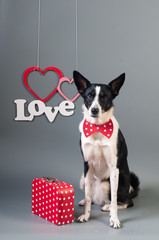 Portrait of cute mixed breed dog in bow tie