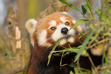 Obraz premium Cat bear, small panda, Asian small bear with foxroten fur (Ailurus fulgens)