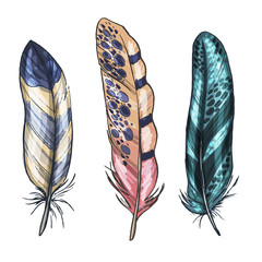 Colorful detailed bird feathers, isolated on white background. Vector illustration.