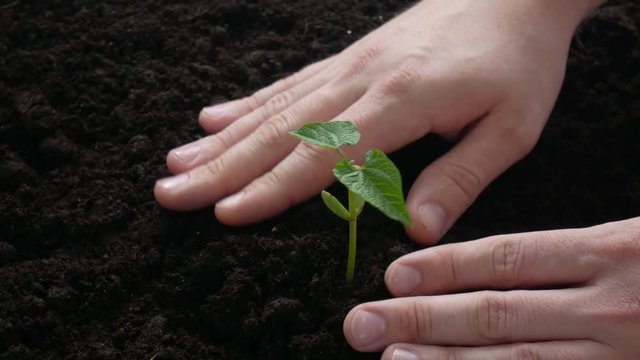 Plant growing on soil with hand watering
