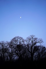 moon in the Botanical Garden of the Academy