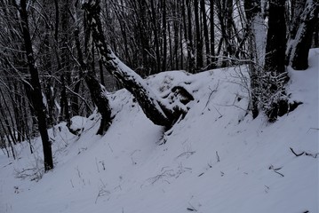  11/5000 derevo-slon tree-elephant