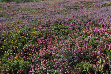 Cap de la Chevre, presqu'ile de Crozon, Finistere, Bretagne