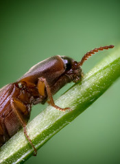 Click beetle