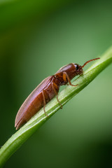 Click beetle
