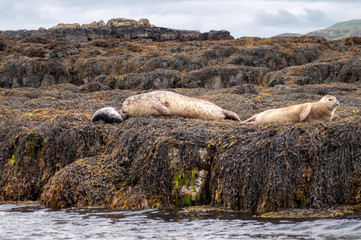Resting seals on the coast in Scotland