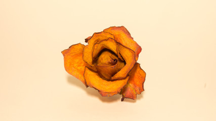 Dead orange rose