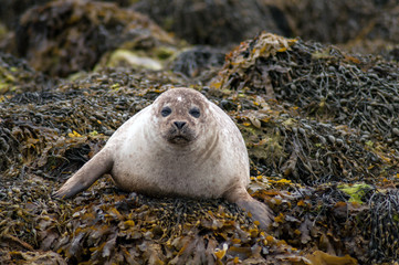 Resting seals on the coast in Isle Of Skye, Scotland