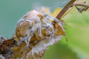 Araneus