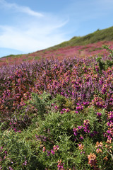 Pointe de Toulinguet, Presqu'ile de Crozon,  Finistere, Bretagne